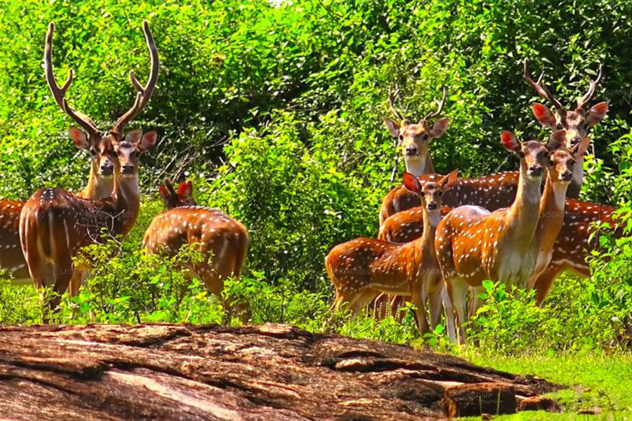 Udawalawe Wildlife Tour
