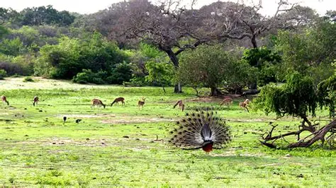 Yala Full Day Safari