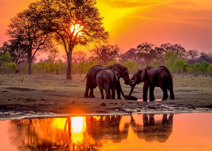 Yala Half Day Safari