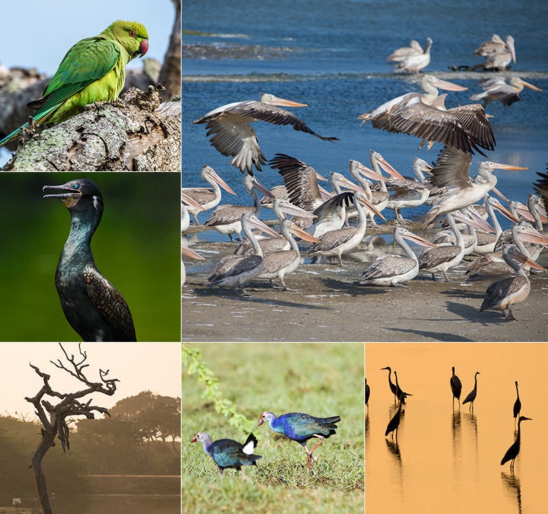Sri Lanka Beach Tour