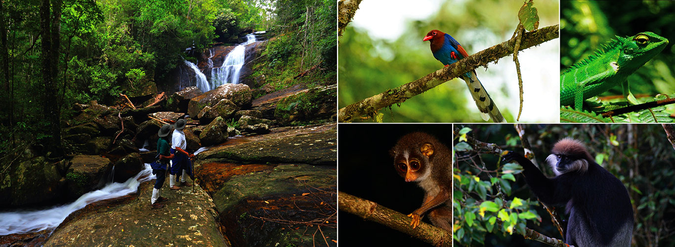 Sinharaja Rainforest
