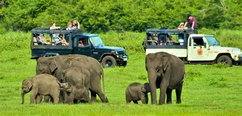 Minneriya National Park